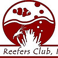 نیو ریف کلوپ